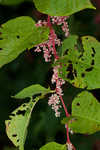 Japanese knotweed